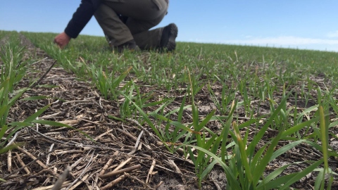 Las ocho claves para una implantación de pasturas exitosa 