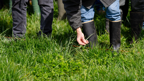 MANEJO DE PASTURAS PERENNES CON BASE FESTUCA Y DACTYLIS