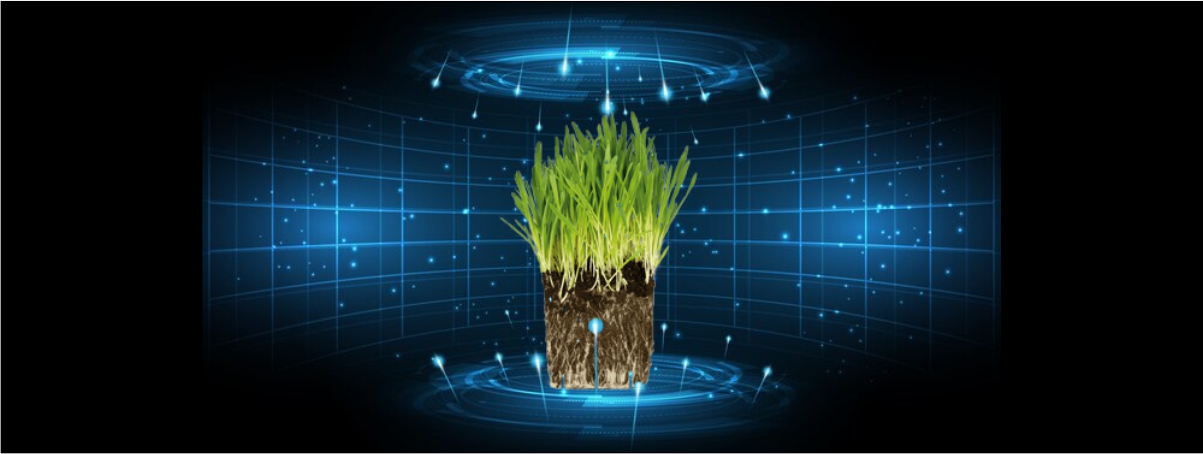 Bioestimulación en semillas de cultivos y pasturas. 