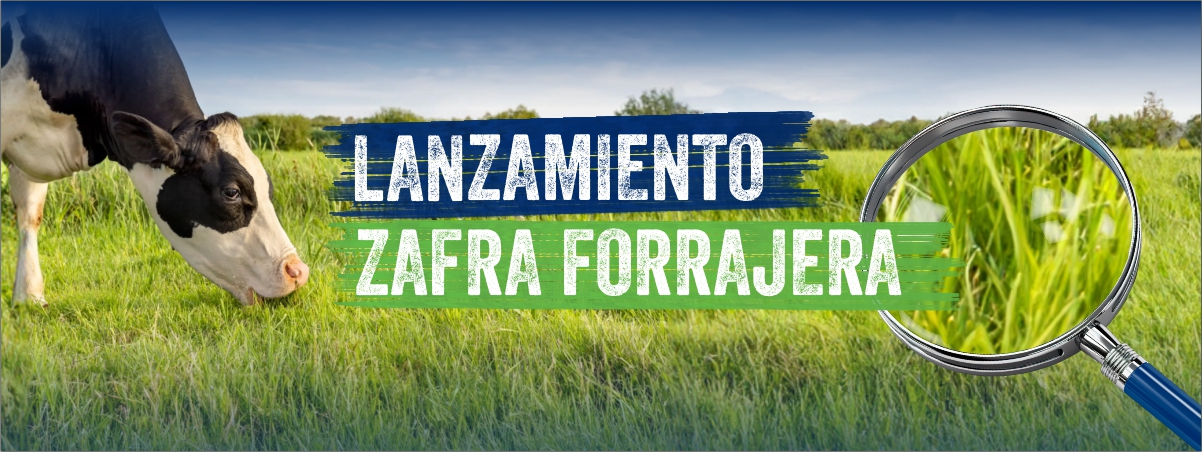 LANZAMIENTO ZAFRA 2025